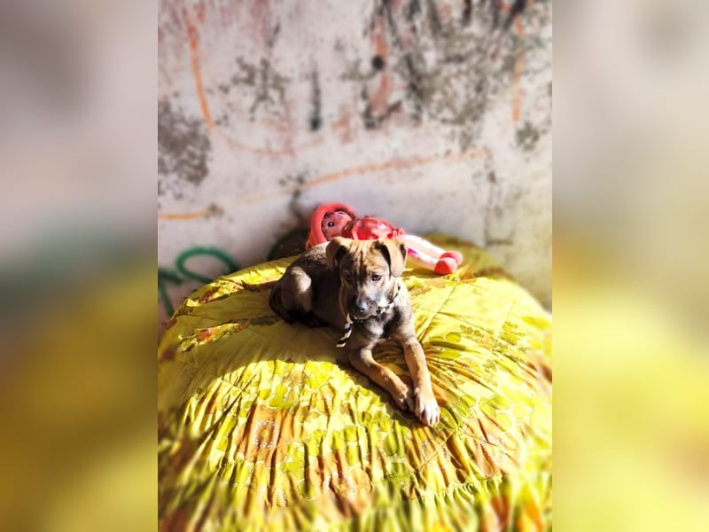 Vielleicht darf Lux schon bald dein Herzenshund sein - in Hausen auf Pflegestelle