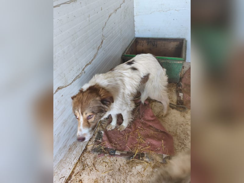 Zurückhaltender Joschy sucht Menschen, bei denen er Auftauen kann - noch in Rumänien