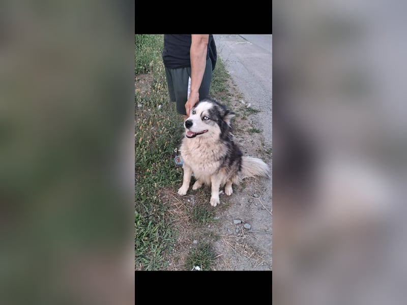 Kyra sollte vergiftet werden - noch in Rumänien
