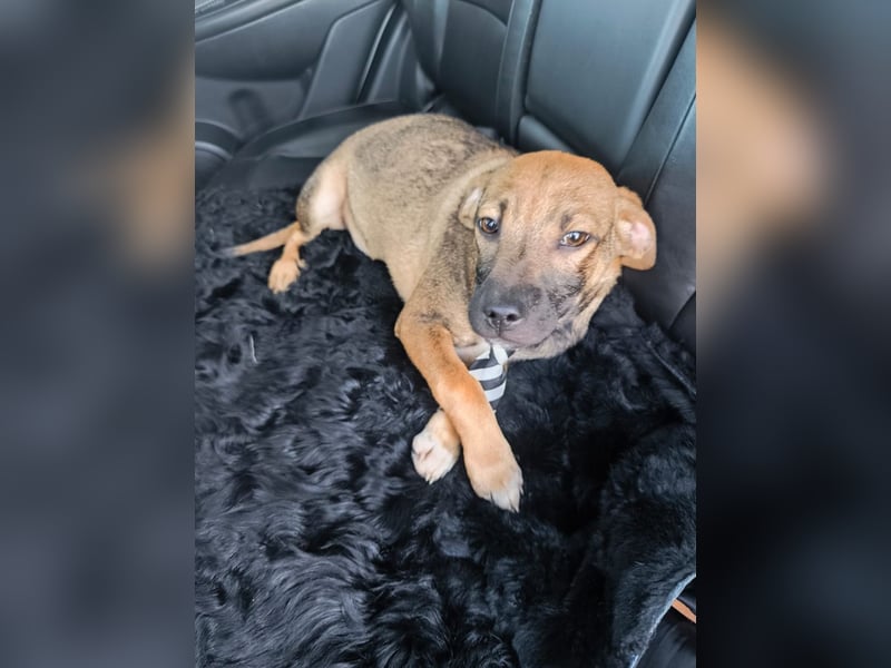 Vielleicht darf Lux schon bald dein Herzenshund sein - in Hausen auf Pflegestelle