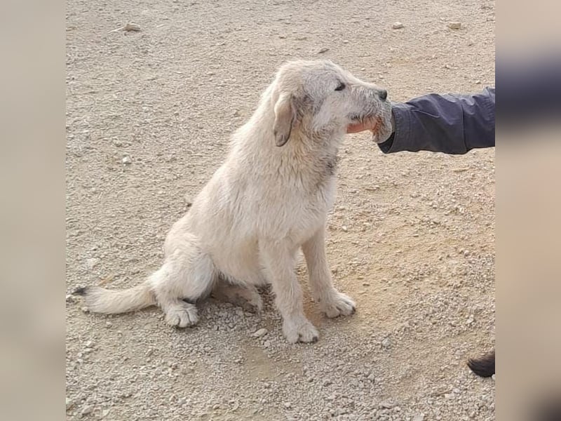Nora - ein freches, fröhliches Hundemädchen sucht ihre Familie