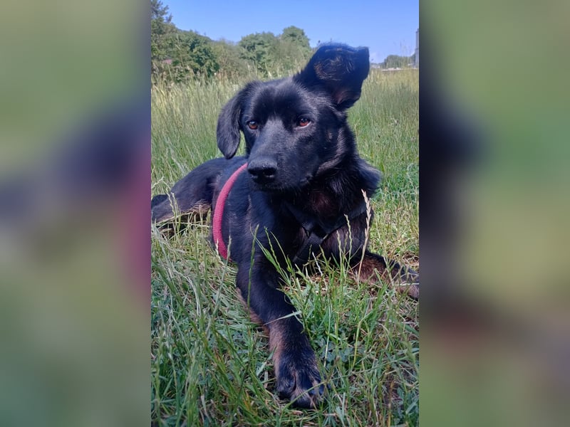 Hazel - wartet in 97209 Veitshöchheim auf ihre Familie