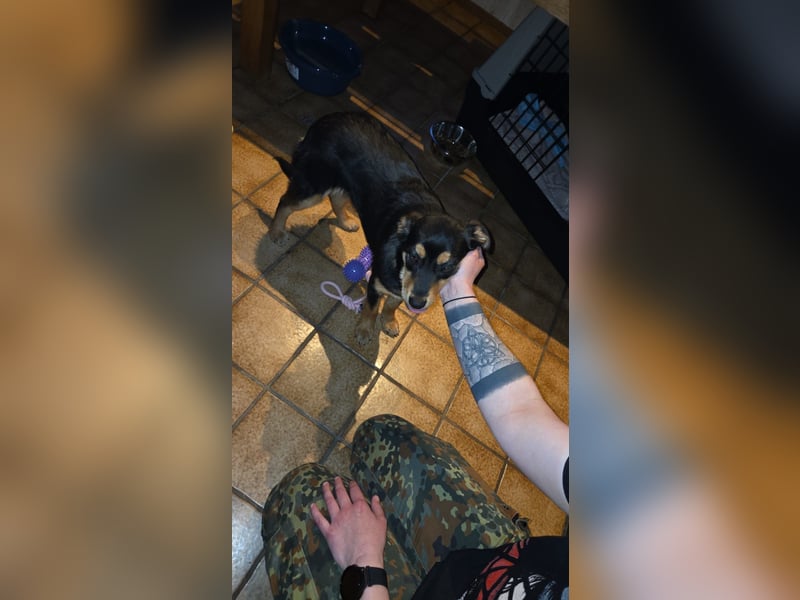 Mirona - liebt kleine Kinderhände - auf Pflegestelle in 97724 Burglauer