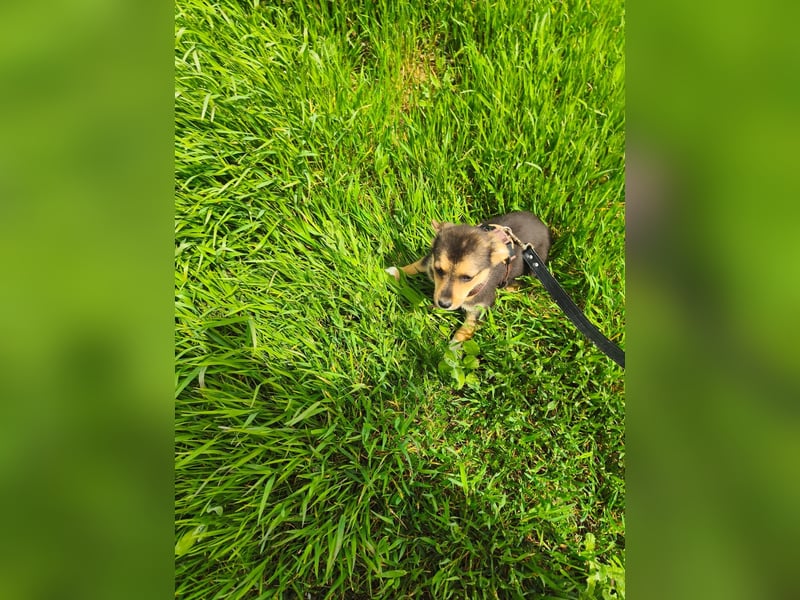 Ruby - klein, mutig und bereit fürs Leben - aktuell in Rumänien