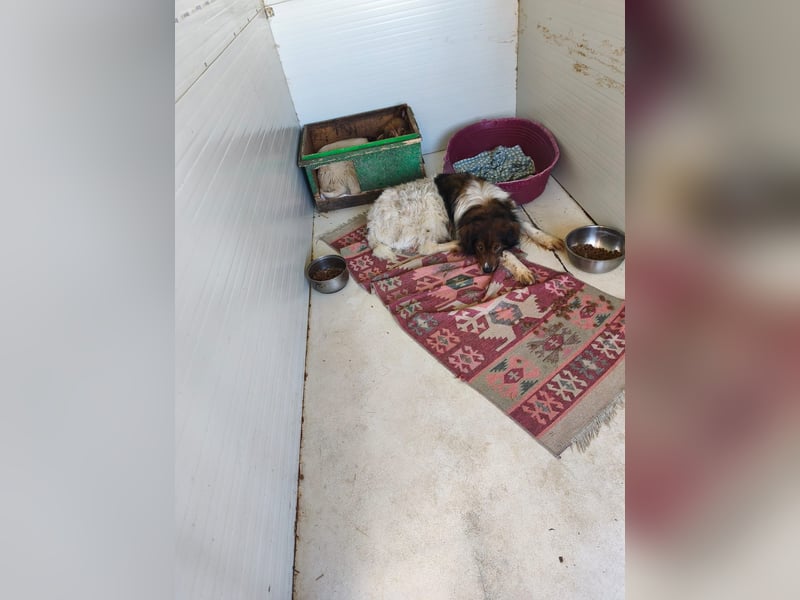 Hugo aus der Tötung sucht seine Familie - noch in Rumänien