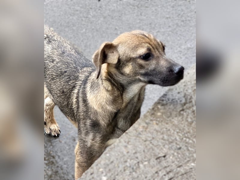 Vielleicht darf Lux schon bald dein Herzenshund sein - in Hausen auf Pflegestelle