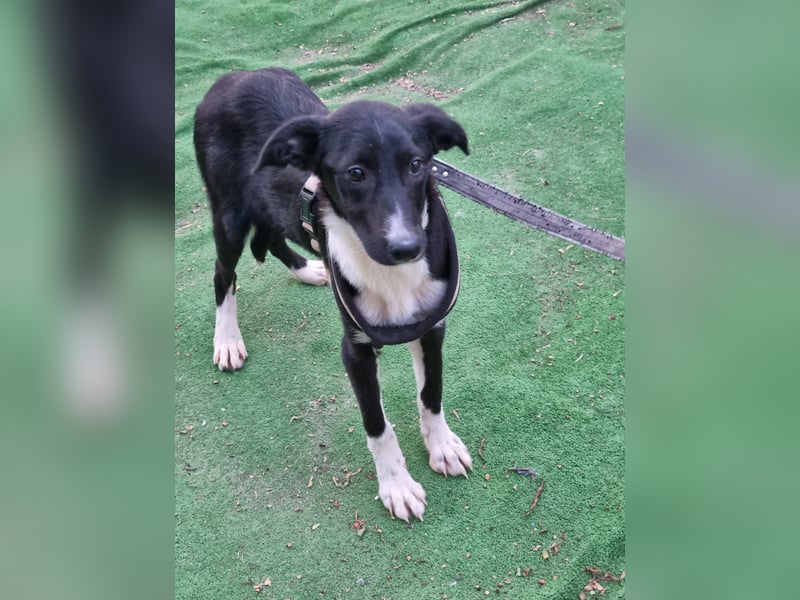 Zarte Tuby sucht sicheres Zuhause - noch in Rumänien