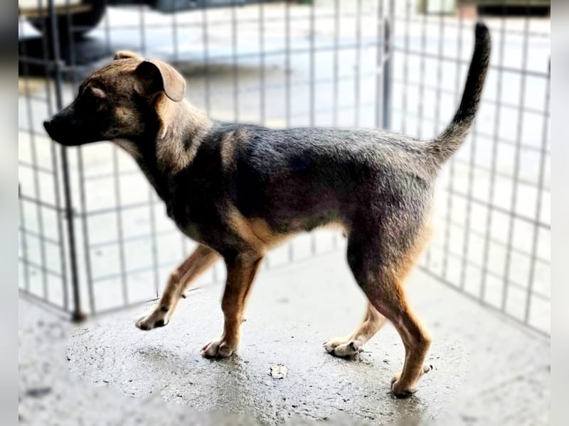 Vielleicht darf Lux schon bald dein Herzenshund sein - in Hausen auf Pflegestelle