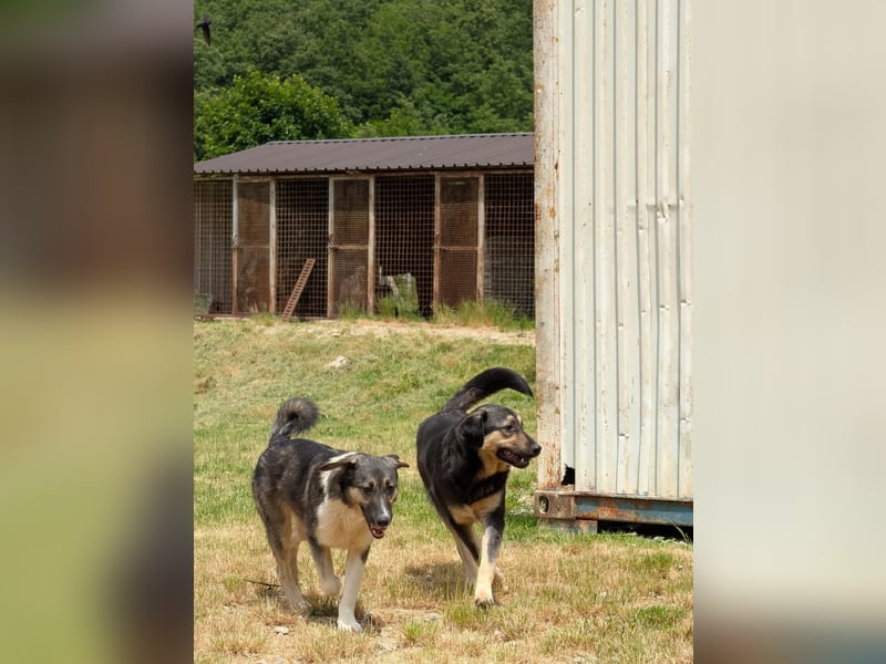 Ronja sucht ihr Für-immer-Zuhause - aktuell in Bosnien