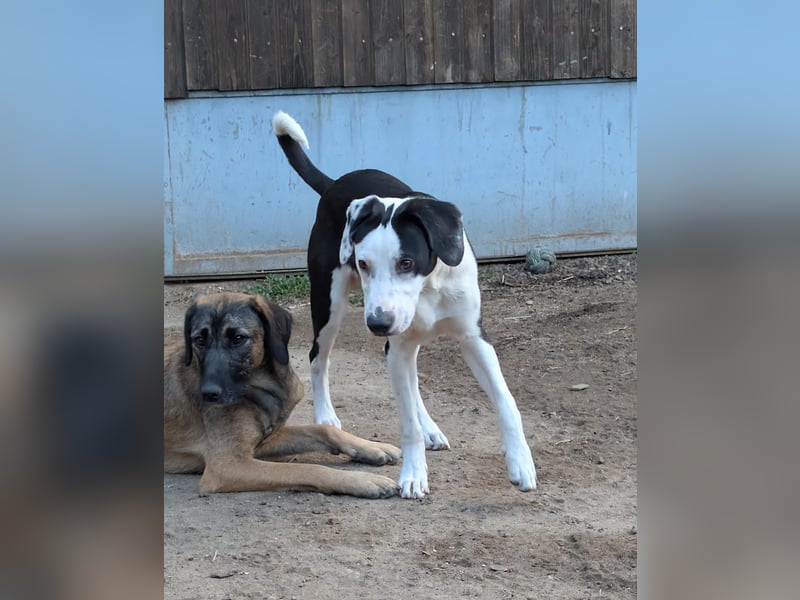 Benny – kleiner Herzenshund mit besonderem Blick - in 97724 Burglauer auf Pflegestelle