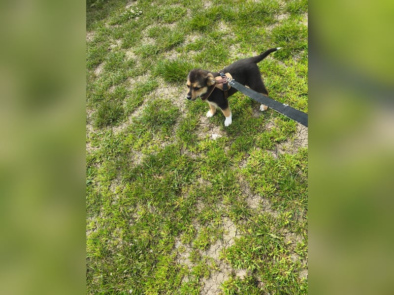 Ruby - klein, mutig und bereit fürs Leben - aktuell in Rumänien