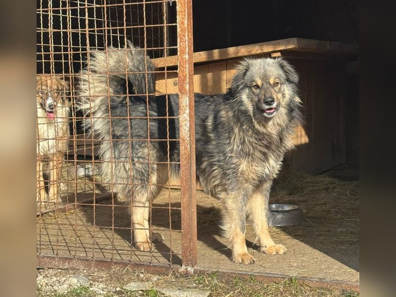 Frodo - ein treuer Begleiter