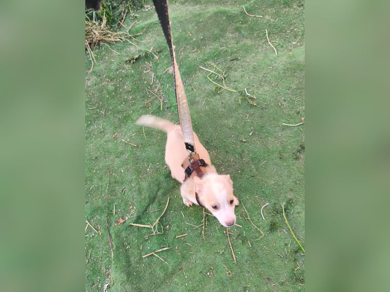 Cora sucht ihr Happy End - aktuell in Rumänien