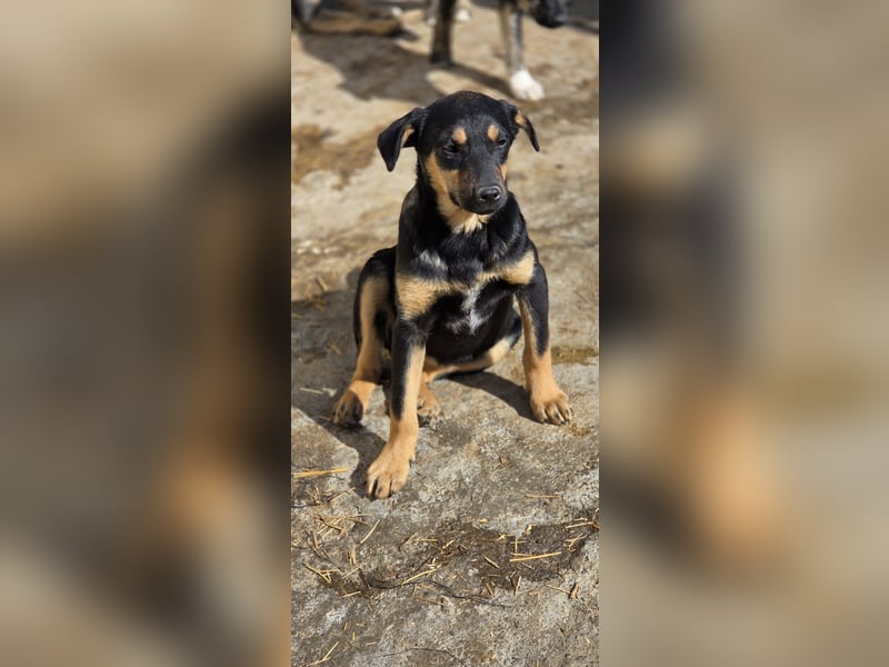 Mirona - liebt kleine Kinderhände - auf Pflegestelle in 97724 Burglauer