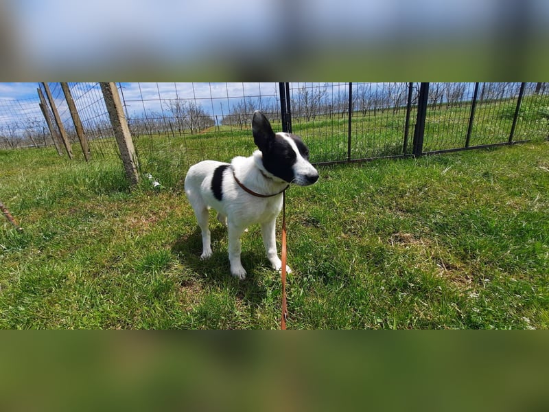 Flynn ist noch vorsichtig - aktuell in Rumänien
