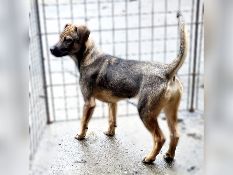 Vielleicht darf Lux schon bald dein Herzenshund sein - in Hausen auf Pflegestelle