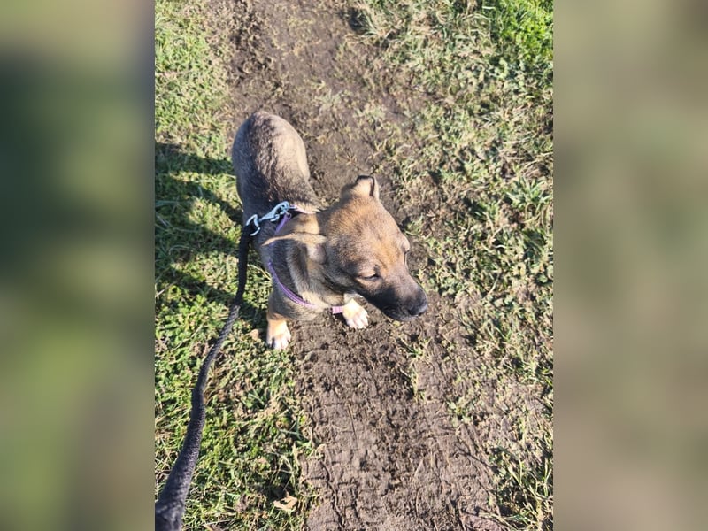 Vielleicht darf Lux schon bald dein Herzenshund sein - in Hausen auf Pflegestelle