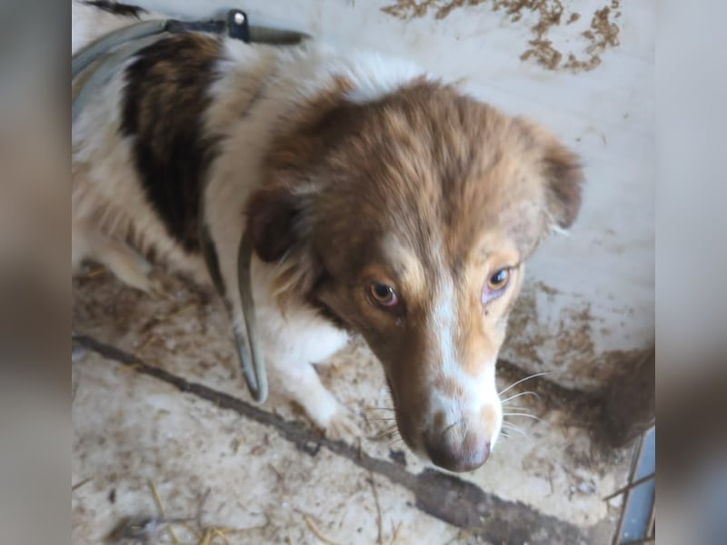 Zurückhaltender Joschy sucht Menschen, bei denen er Auftauen kann - noch in Rumänien