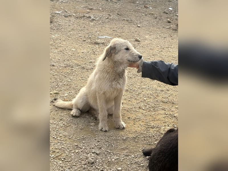 Nora - ein freches, fröhliches Hundemädchen sucht ihre Familie