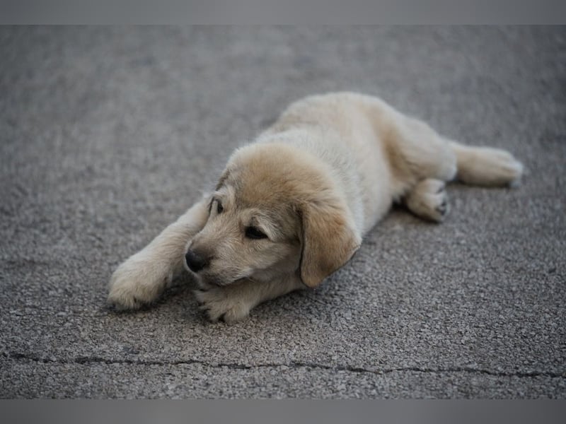 Nora - ein freches, fröhliches Hundemädchen sucht ihre Familie