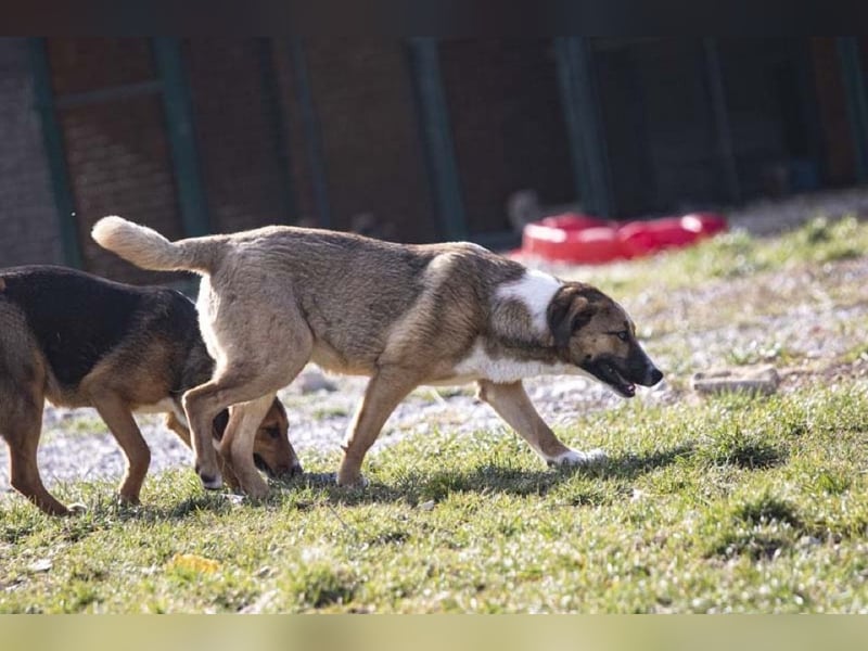 Anikan ist bereit für seine große Reise