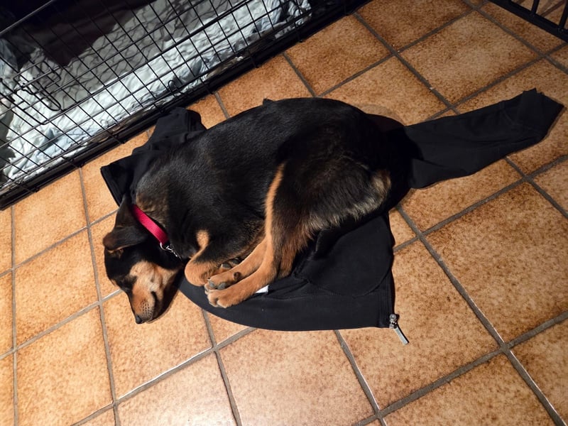 Mirona - liebt kleine Kinderhände - auf Pflegestelle in 97724 Burglauer