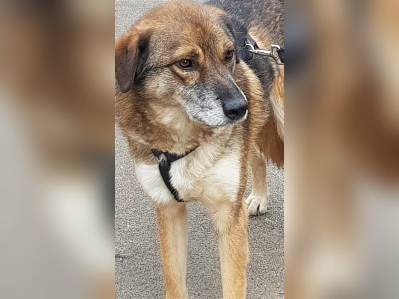 Aco - ein treuer Gefährte für besondere Menschen