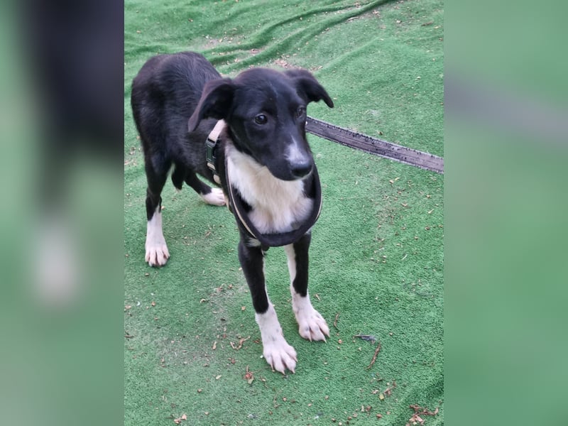 Zarte Tuby sucht sicheres Zuhause - noch in Rumänien