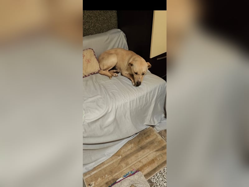 Sanfte Sky - erst vorsichtig - dann zeigt sie ihre liebevolle Seite - jetzt in 97724 Burglauer