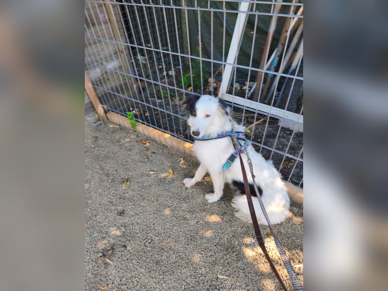 Lady sucht ein warmes Körbchen - noch in Rumänien
