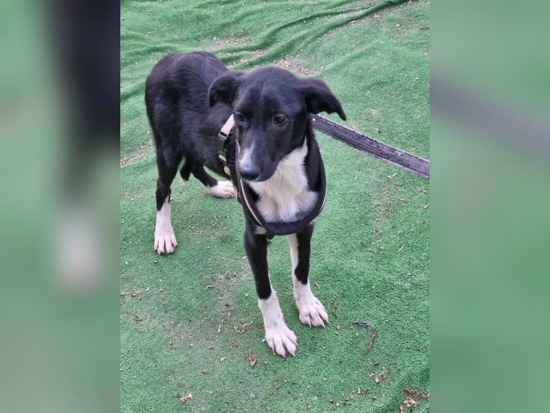 Zarte Tuby sucht sicheres Zuhause - noch in Rumänien