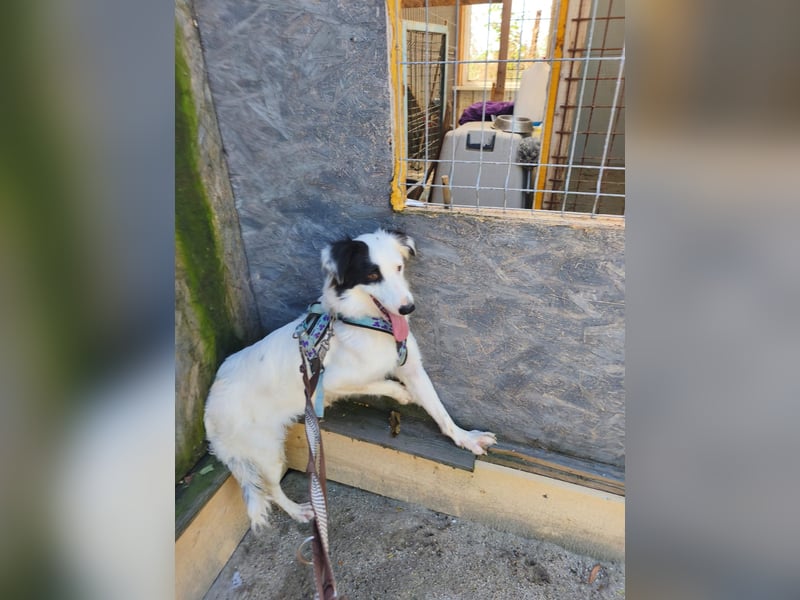Lady sucht ein warmes Körbchen - noch in Rumänien