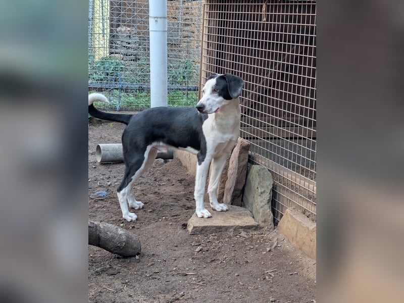Benny – kleiner Herzenshund mit besonderem Blick - in 97724 Burglauer auf Pflegestelle