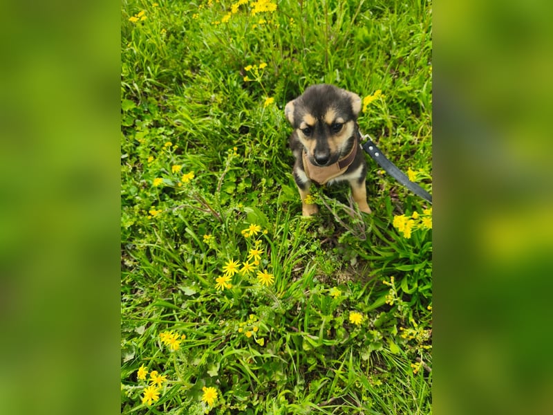 Sara - ein kleines Herz auf vier Pfoten - aktuell noch in Rumänien