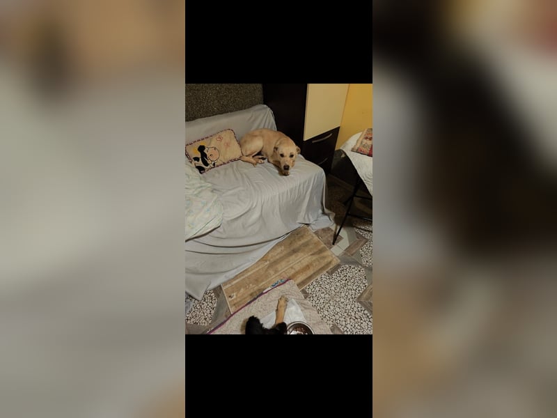 Sanfte Sky - erst vorsichtig - dann zeigt sie ihre liebevolle Seite - jetzt in 97724 Burglauer