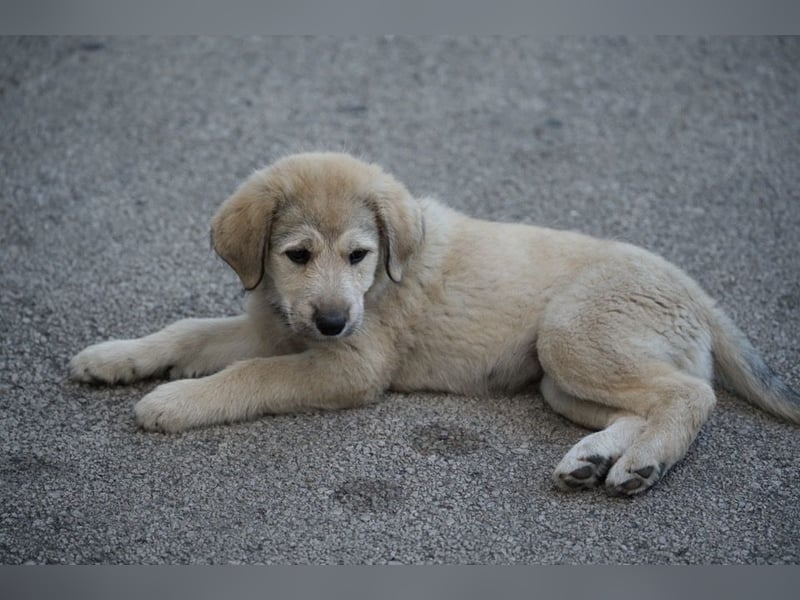 Nora - ein freches, fröhliches Hundemädchen sucht ihre Familie