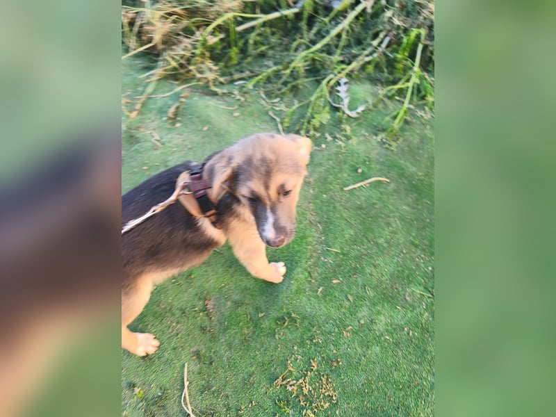 Sonnenschein  Sonny sucht sein Zuhause - aktuell in Rumänien