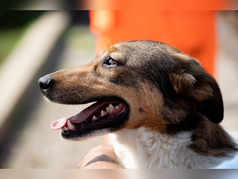 Peppone möchte die Welt erkunden