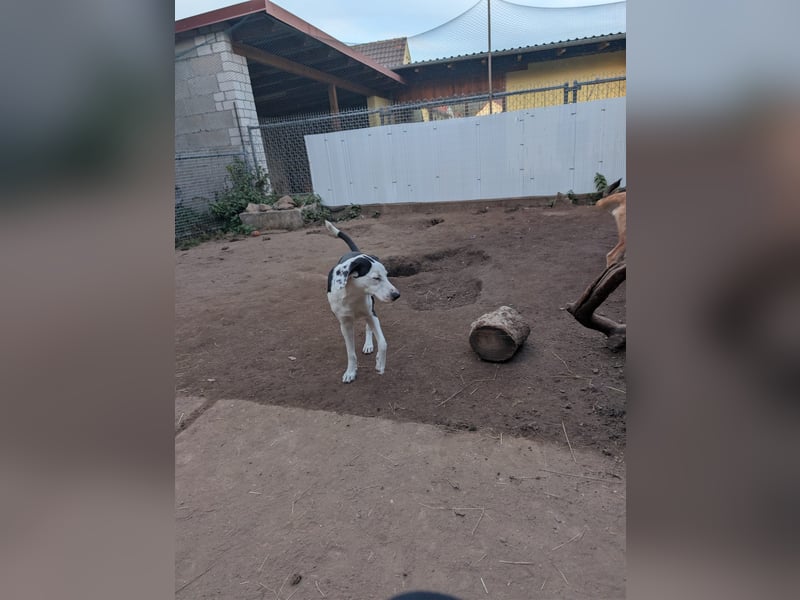 Benny – kleiner Herzenshund mit besonderem Blick - in 97724 Burglauer auf Pflegestelle