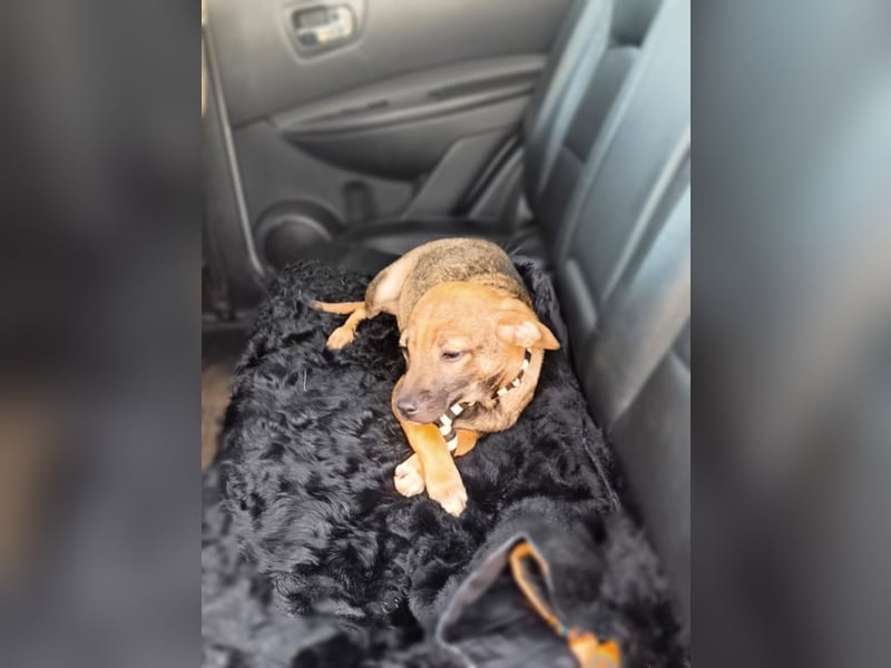 Vielleicht darf Lux schon bald dein Herzenshund sein - in Hausen auf Pflegestelle