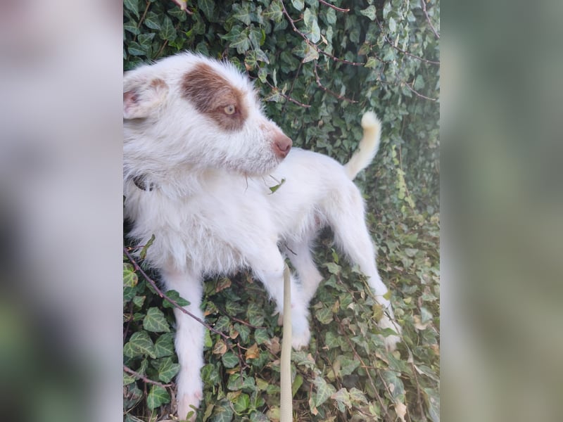 Panda - freundlicher, kastrierter Rüde - aktuell in Rumänien