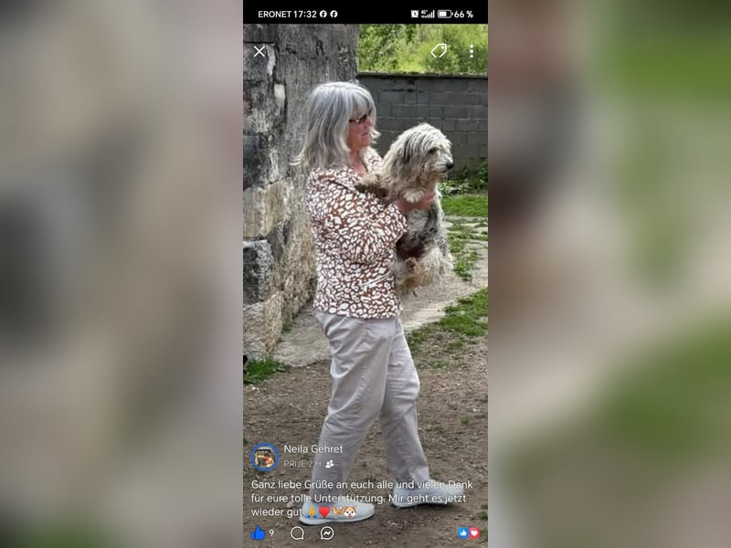Liebenswerter Mikesch sucht dich - aktuell in Bosnien