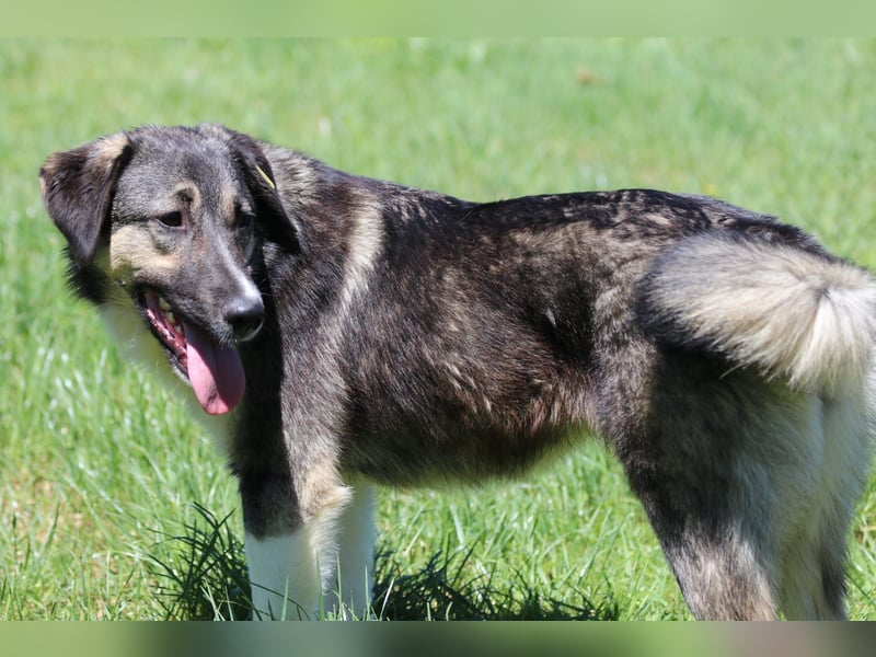 Ronja sucht ihr Für-immer-Zuhause - aktuell in Bosnien