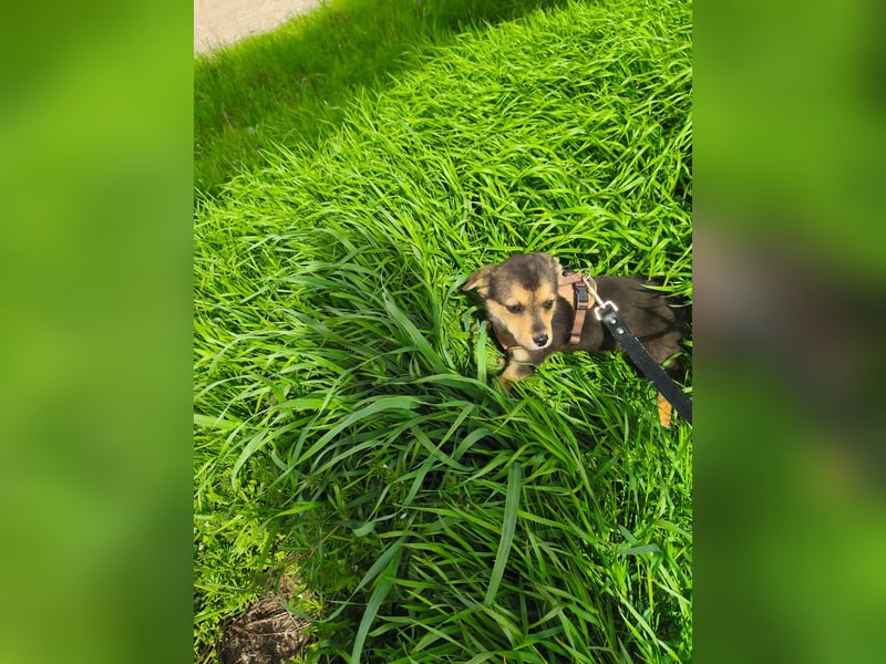 Ruby - klein, mutig und bereit fürs Leben - aktuell in Rumänien