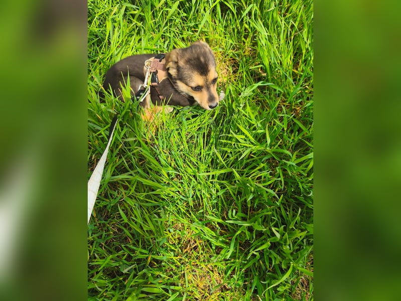 Ruby - klein, mutig und bereit fürs Leben - aktuell in Rumänien
