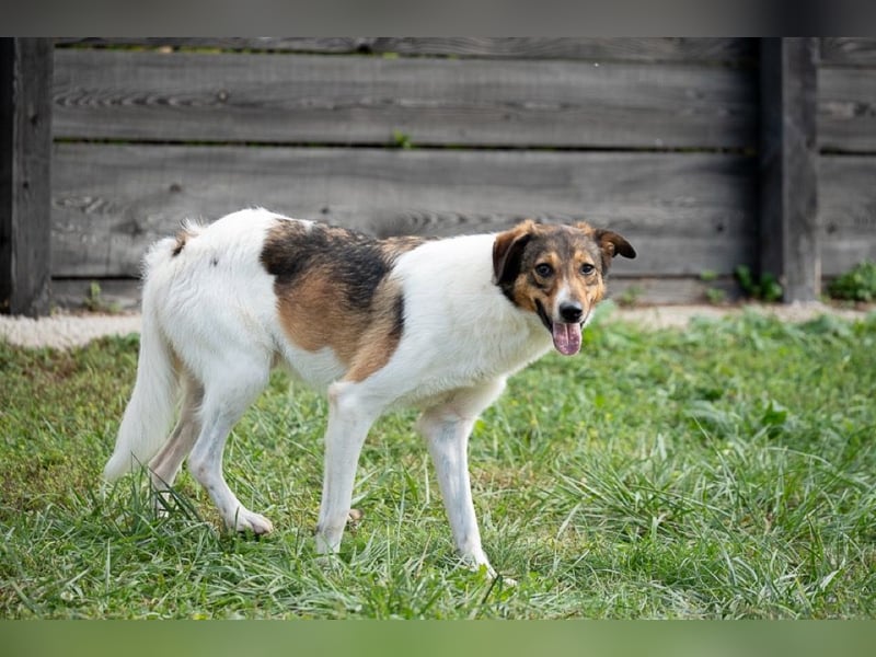 Peppone möchte die Welt erkunden