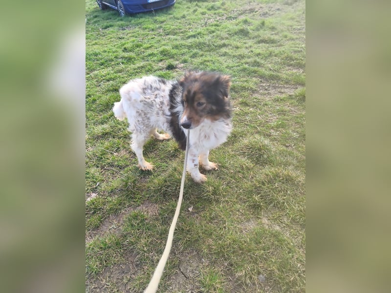 Hugo aus der Tötung sucht seine Familie - noch in Rumänien