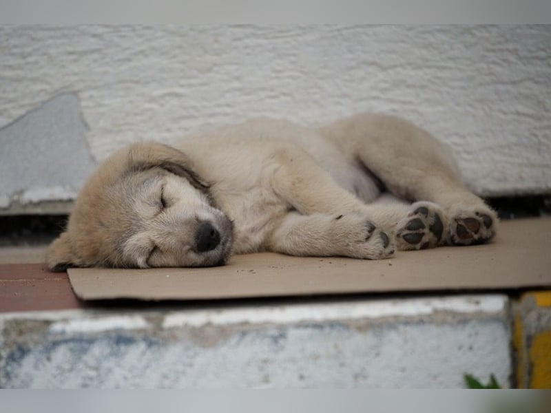 Nora - ein freches, fröhliches Hundemädchen sucht ihre Familie