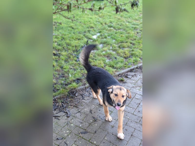 Rossa - kleine Entdeckerin mit großem Herzen - auf Pflegestelle in Deutschland