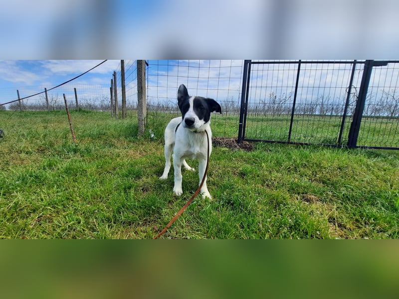 Flynn ist noch vorsichtig - aktuell in Rumänien